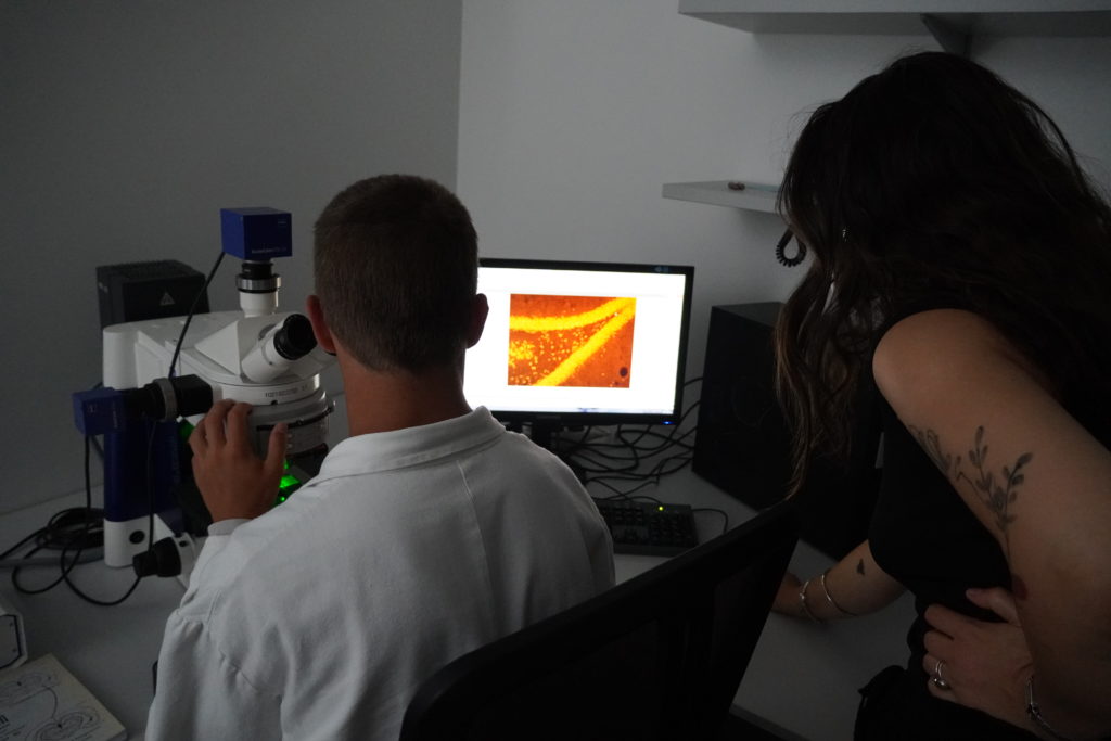 Pozorovanie rezov mozgu pod fluorescenčným mikroskopom.
