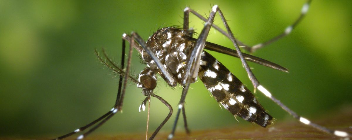 Ázijský tigrovaný komár (Aedes albopictus).