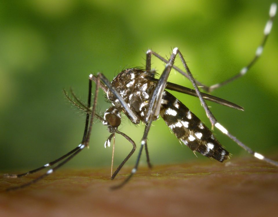 Ázijský tigrovaný komár (Aedes albopictus).