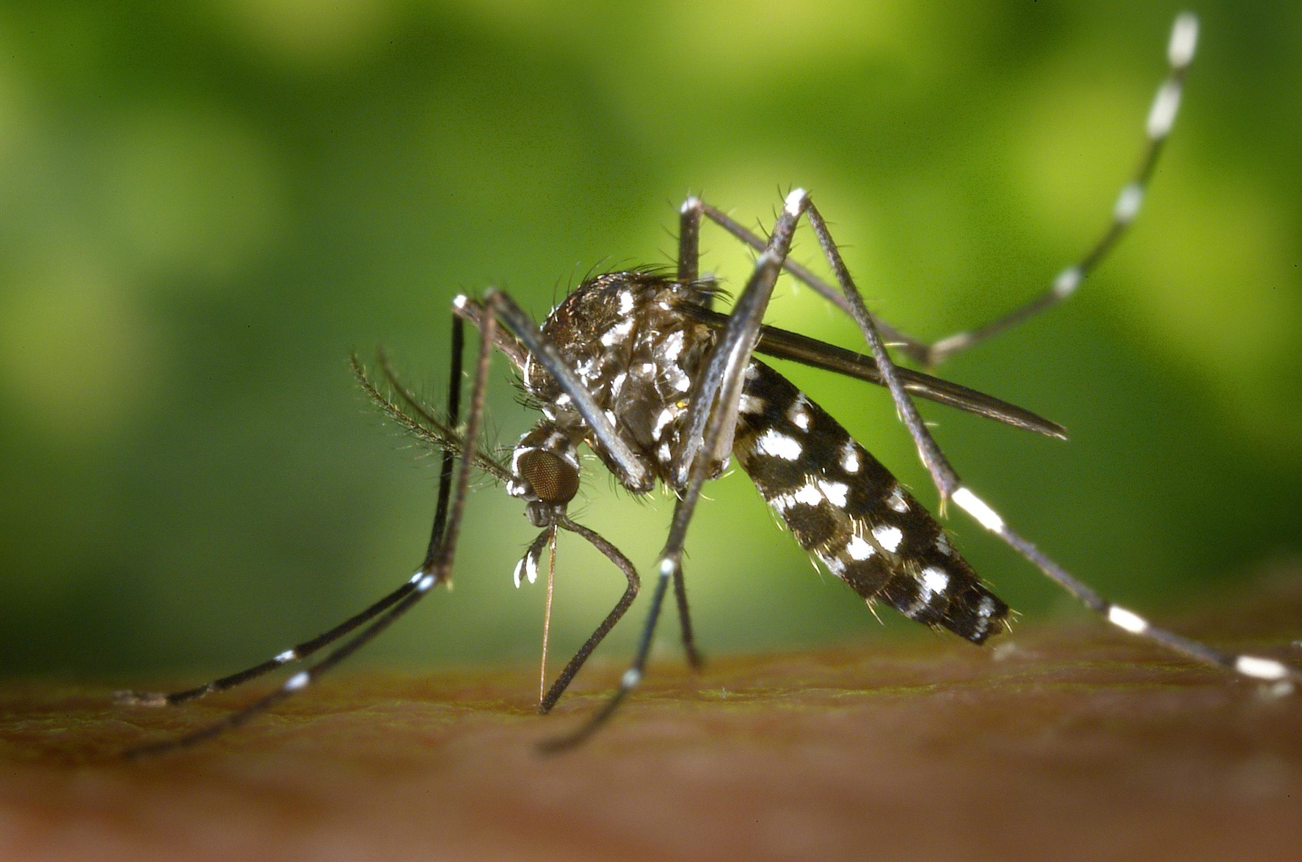Ázijský tigrovaný komár (Aedes albopictus).