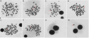 Metafázne chromozómy na ktorých sme pozorovali úroveň genetickej nestability u ľudí žijúcich v blízkosti bázových staníc: normálna metafáza bez známok poškodenia (A); príklady rôznych chromozomálnych aberácií ako napr. dicentrické chromozómy (B), kruhový chromozóm (C), acentrický chromozóm (D), chromozómové fragmenty (E) a chromatídová medzera (F). Mikrojadrová assay na stanovenie permanentného poškodenia DNA. Dvojjadrové bunky blokované v procese bunkového delenia, zastavenie bunkového ale nie jadrového delenia produkuje dvojjadrové bunky (G), reprezentatívny obrázok mikrojadra (H).