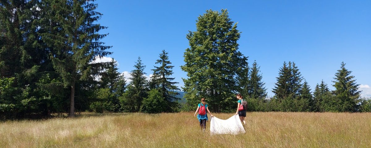 Collecting ticks as part of research.