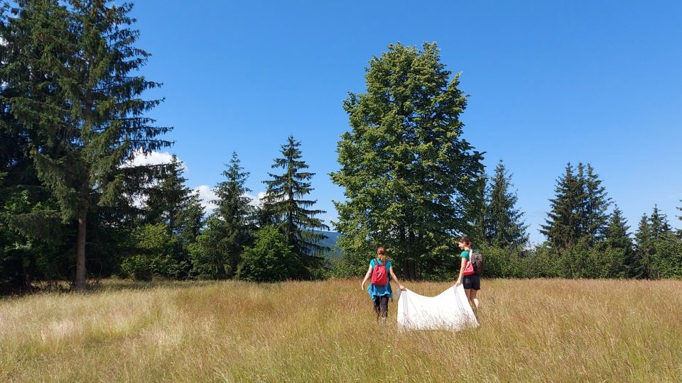 Collecting ticks as part of research.